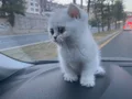 British Shorthair