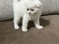 Üçüzlerin son kalanıııı 
