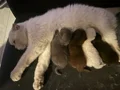İzlemeye bakmaya doyamazsın