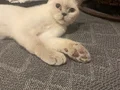 İki kardeşe acil yuva