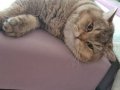 İki şahane Golden Shaded British Shorthair