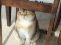 İki şahane Golden Shaded British Shorthair