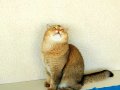 İki şahane Golden Shaded British Shorthair