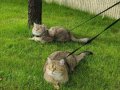 İki şahane Golden Shaded British Shorthair