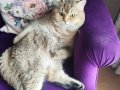 İki şahane Golden Shaded British Shorthair