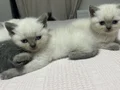 2 tane 6 aylık, 6 tane 1.5 aylık yavru