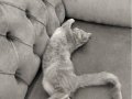 4 aylık erkek British Shorthair