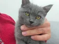 4 aylık erkek British Shorthair
