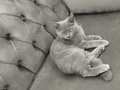 4 aylık erkek British Shorthair