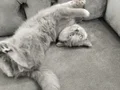 4 aylık erkek British Shorthair