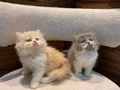 3 AYLIK ERKEK BURSA SAFKAN
