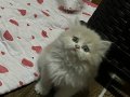 3 AYLIK ERKEK BURSA SAFKAN