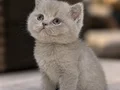 2 Adet BRİTİSH LONGHAİR YAVRU ????
