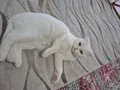 Scottish fold ankara sincan