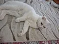 Scottish fold ankara sincan
