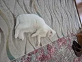 Scottish fold ankara sincan