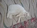 Scottish fold ankara sincan