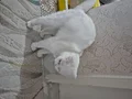 Scottish fold ankara sincan