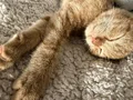 Bu minik kalbe ömürlük yuva arıyoruz 