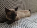 1 yaşında erkek Siyam, sağlıklı, kısır değil, ev kedisi.