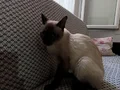 1 yaşında erkek Siyam, sağlıklı, kısır değil, ev kedisi.