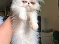 3,5 aylık dişi yavru exotic shorthair