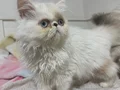 3,5 aylık dişi yavru exotic shorthair