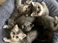 1.5 aylık yavru kedilerimi sahiplendirmek istiyorum 