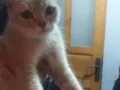 Acil ilan kızımıza sahip aranıyor 