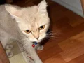 Acil ilan kızımıza sahip aranıyor 