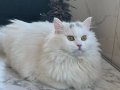 British longhair