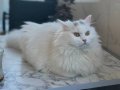 British longhair