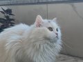 British longhair