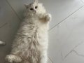 British longhair