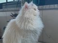British longhair