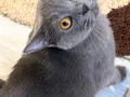 British shorthair yavrusu yuva arıyor 