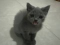british shorthair