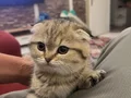 Scottish yavru kedi 2 aylık 