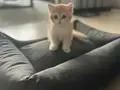 Ny12 Golden British shorthair yavru