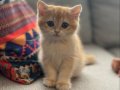 Ny12 Golden British shorthair yavru