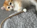 Ny12 Golden British shorthair yavru