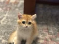 Ny12 Golden British shorthair yavru