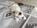 Özel renk bicolor erkek British longhair