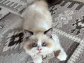 Özel renk bicolor erkek British longhair