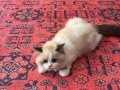 Özel renk bicolor erkek British longhair