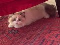 Özel renk bicolor erkek British longhair