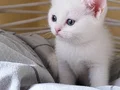 British Shorthair Yavru