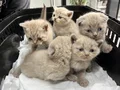 2 biritish 2 scottish fold