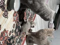 2 biritish 2 scottish fold