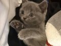 British Shorthair Yavru